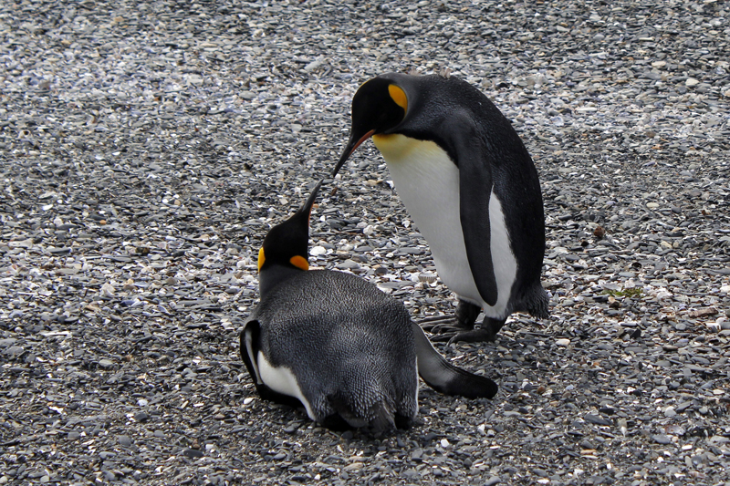2015-02-24_11-26-15_argentinien-2015.jpg - Knigspinguine (Aptenodytes patagonicus)