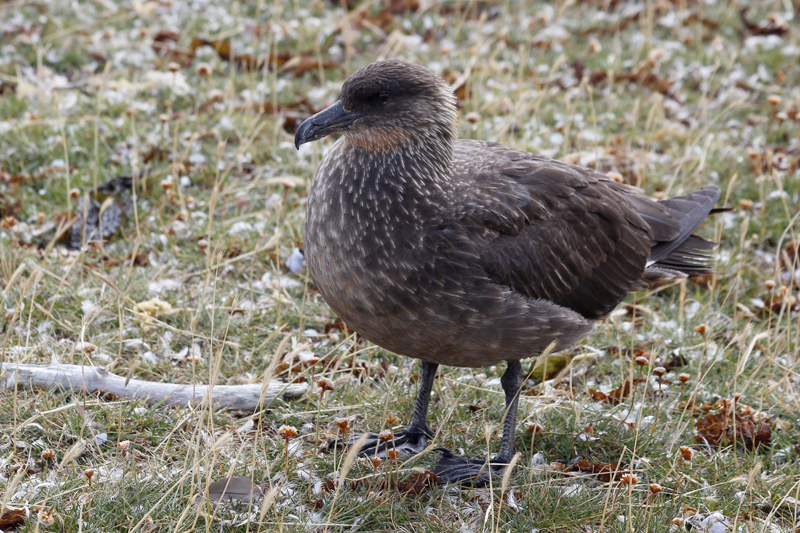 2015-02-24_11-56-05_argentinien-2015.jpg - Chileskua (Stercorarius chilensis), eien Raubmwenart