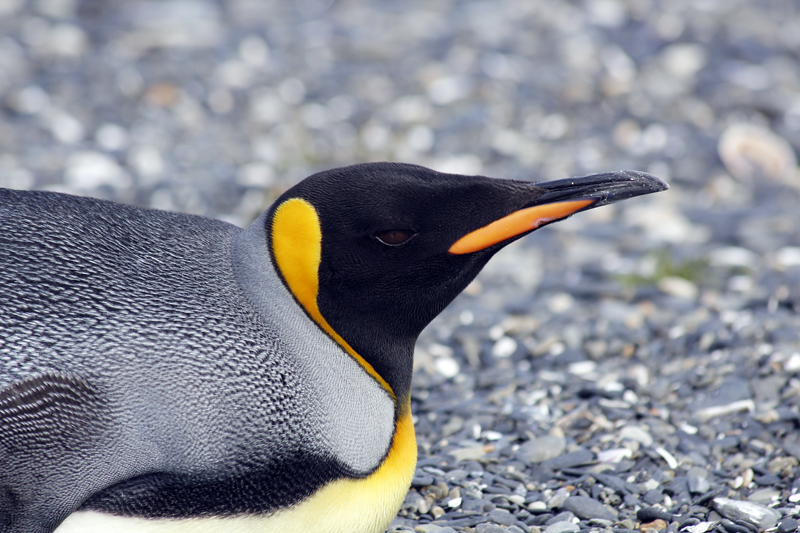2015-02-24_11-59-30_argentinien-2015.jpg - Knigspinguin (Aptenodytes patagonicus)