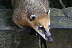 Nasenbär