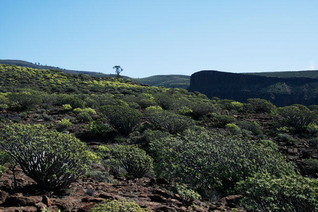 2009-03-05_13-03-27.jpg - Paso de la Lena Buena