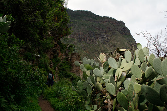 2009-03-06_13-44-56.jpg - Feuchtbarranco von Agaete