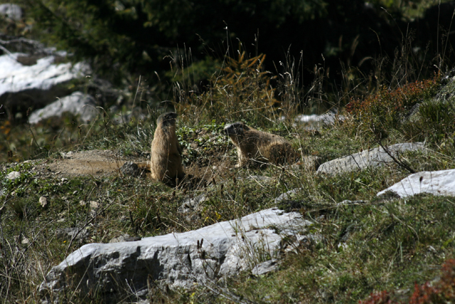 2010-09-23_11-16-53_friaul_2010.jpg - Murmeltiere am Plckenpass