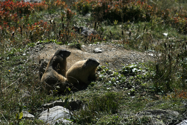 2010-09-23_11-18-51_friaul_2010.jpg - Murmeltiere am Plckenpass