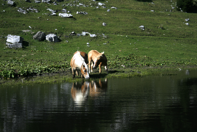 2010-09-23_14-35-01_friaul_2010.jpg - Haflinger