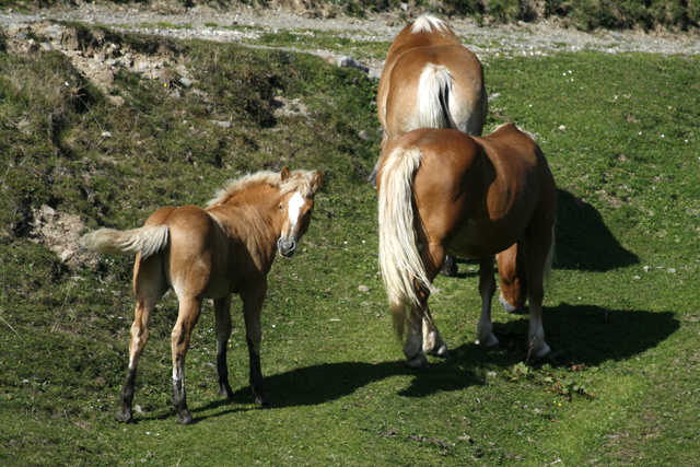 2010-09-23_14-47-18_friaul_2010.jpg