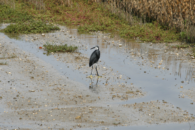 2010-09-26_12-14-03_friaul_2010.jpg - Reiher mit gelben Fen