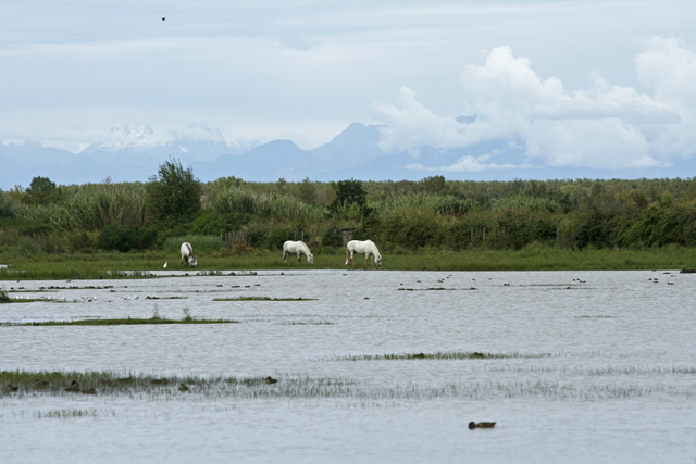 2010-09-26_13-43-37_friaul_2010.jpg - Naturreservat Isonzomndung