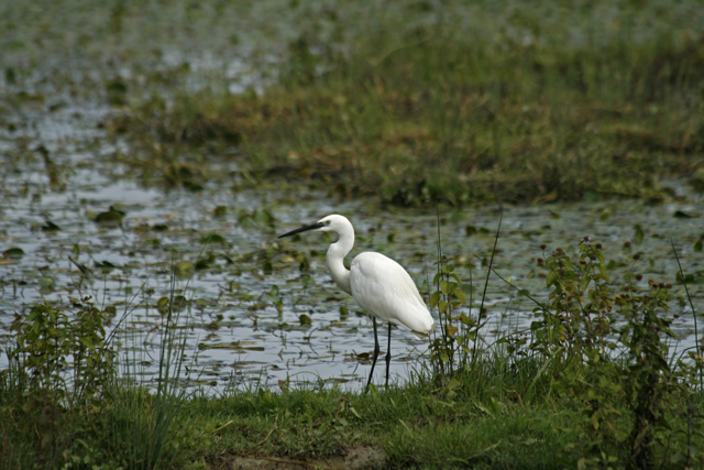 2010-09-26_14-18-28_friaul_2010.jpg - Naturreservat Isonzomndung