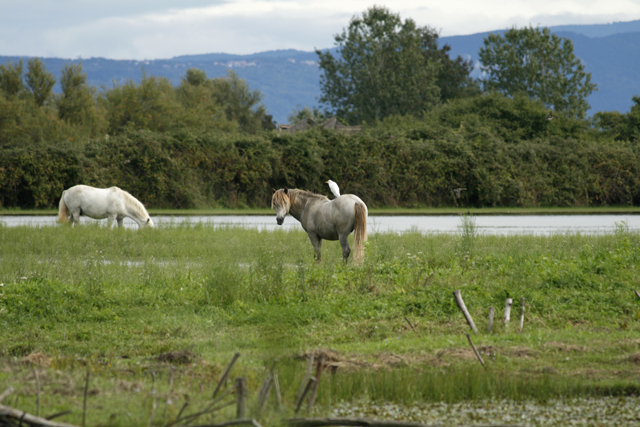 2010-09-26_14-18-39_friaul_2010.jpg - Naturreservat Isonzomndung