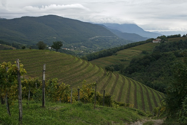 2010-10-01_12-05-22_friaul_2010.jpg - Im Collio