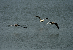 Im Naturreservat Marano