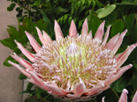 Protea