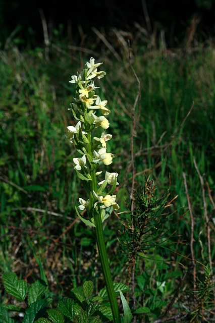 2009-05-09_10-55-25_korsika.jpg - Waldvgelein