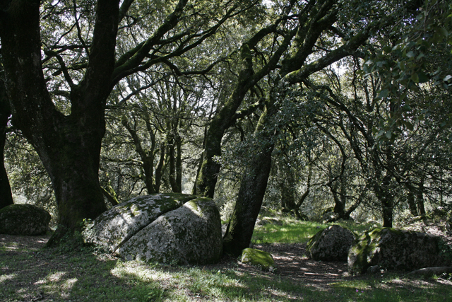 2009-05-09_12-14-47_korsika.jpg - Wald bei San-Gaviani-di-Carbini