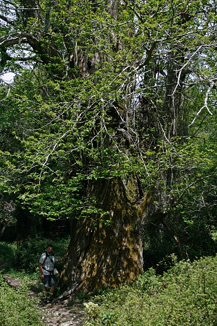 2009-05-09_14-05-44_korsika.jpg - Uralte Esskastanienbume