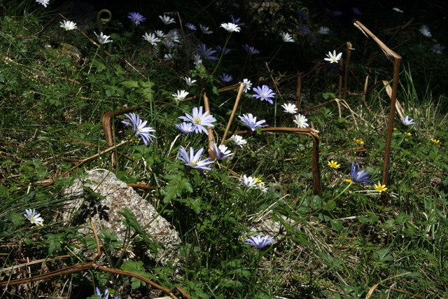 2009-05-10_13-14-11_korsika.jpg - Anemonen