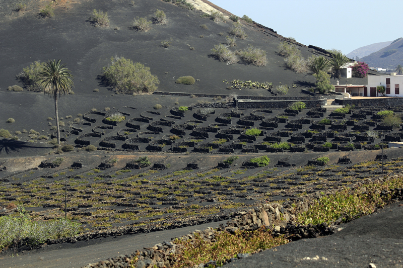 2021_10_18_134923_lanzarote-2021.jpg - Ausflug ins Weinanbaugebiet La Geria