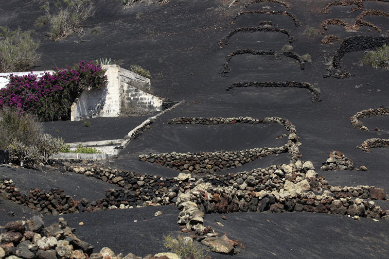 2021_10_18_135553_lanzarote-2021.jpg - Ausflug ins Weinanbaugebiet La Geria