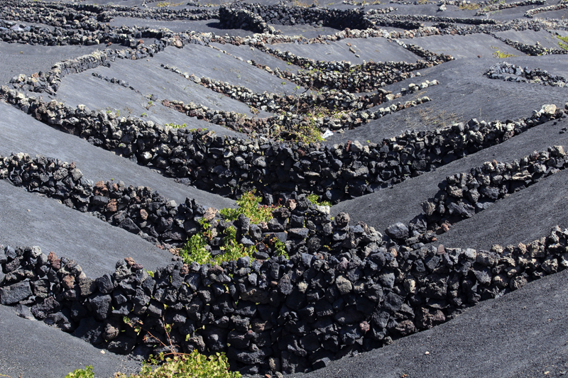 2021_10_18_135603_lanzarote-2021.jpg - Ausflug ins Weinanbaugebiet La Geria