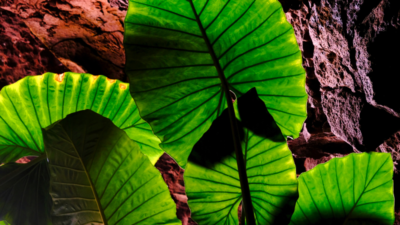 2021_10_19_155025_lanzarote-2021.jpg - Besuch der Cueva de Los Verdes - beeindruckende Lavahhle
