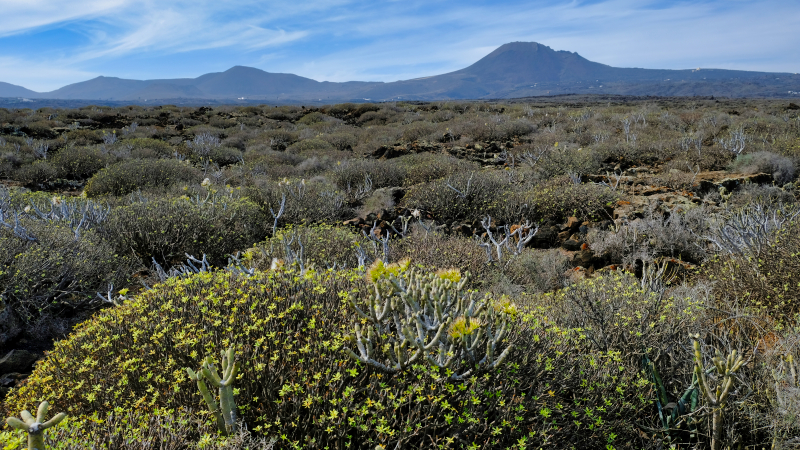 2021_10_19_155315_lanzarote-2021.jpg - Prvulkanische Flora