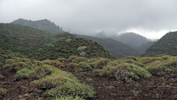 Tolle Vegetation im Nordwesten