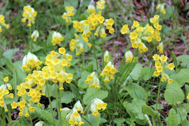 2012-04-29_13-33-37_ligurien2012.jpg - Echte Schlsselblume (Primula veris)