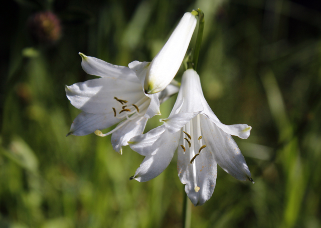 2012-05-17_10-03-44_ligurien2012.jpg - Weie Lilie (Lilium)