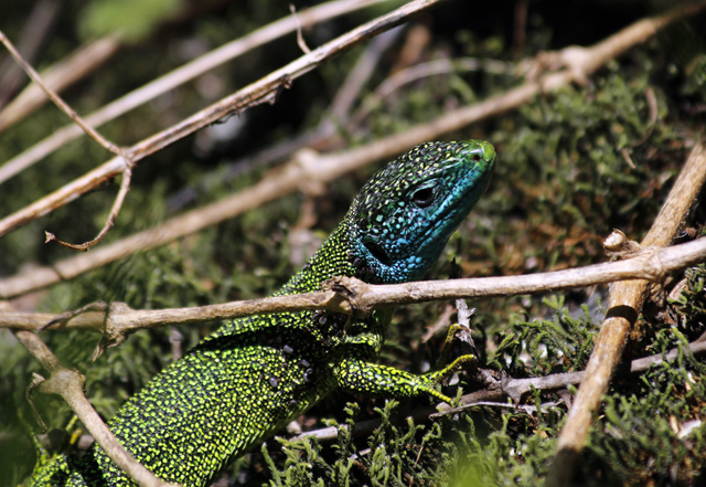 2012-05-17_13-11-19_ligurien2012.jpg - Smaragdeidechse (Lacerta bilineata)