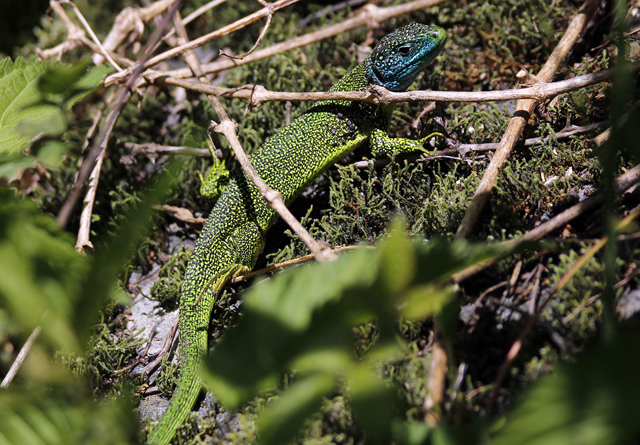 2012-05-17_13-13-24_ligurien2012.jpg - Smaragdeidechse (Lacerta bilineata)