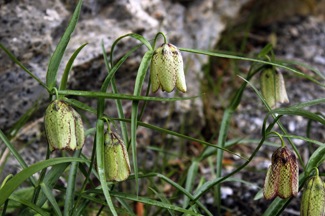 2012-05-01_10-59-31_ligurien2012.jpg - Schachbrettblume (Fritillaria meleagris)