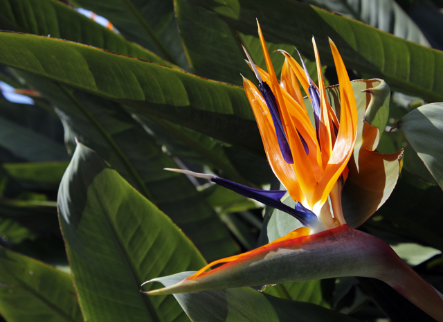 2012-05-02_08-10-06_ligurien2012.jpg - Strelizie (Strelitzia reginae)