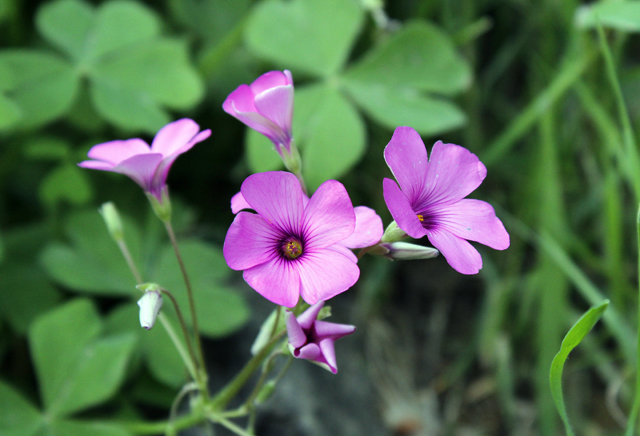 2012-05-04_16-02-00_ligurien2012.jpg - Sauerklee (Oxalis magnifica)