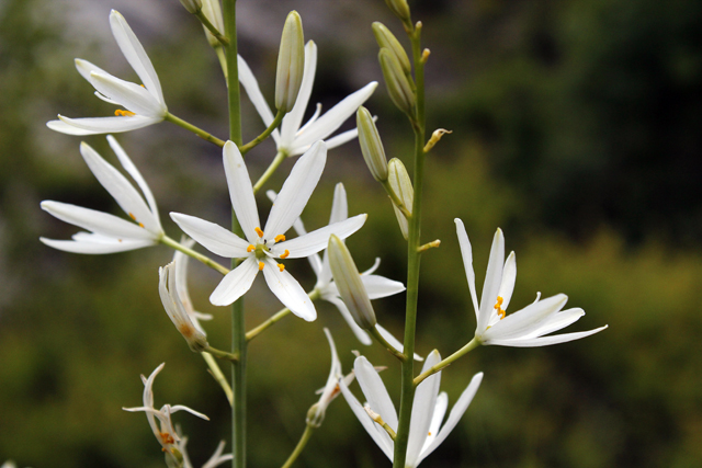 2012-05-04_16-27-15_ligurien2012.jpg - Pyramiden-Milchstern (Ornithogalum brevistylum)