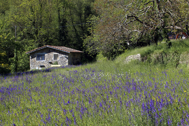 2012-05-07_10-06-23_ligurien2012.jpg - Frhsommeridylle mit Wiesensalbei (Salvia pratensis)