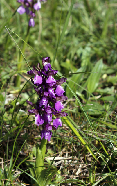 2012-05-07_16-41-39_ligurien2012.jpg - Breitblttriges Knabenkraut (Dactylorhiza majalis)