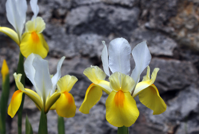 2012-05-08_11-50-48_ligurien2012.jpg - Schwertlilie (Iris)