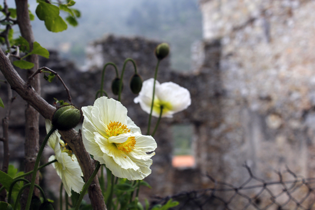 2012-05-08_12-17-38_ligurien2012.jpg - Island-Mohn (Papaver nudicaule)