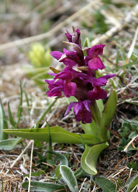 2012-05-10_13-32-35_ligurien2012.jpg - Holunderknabenkraut (Dactylorhiza sambucina)