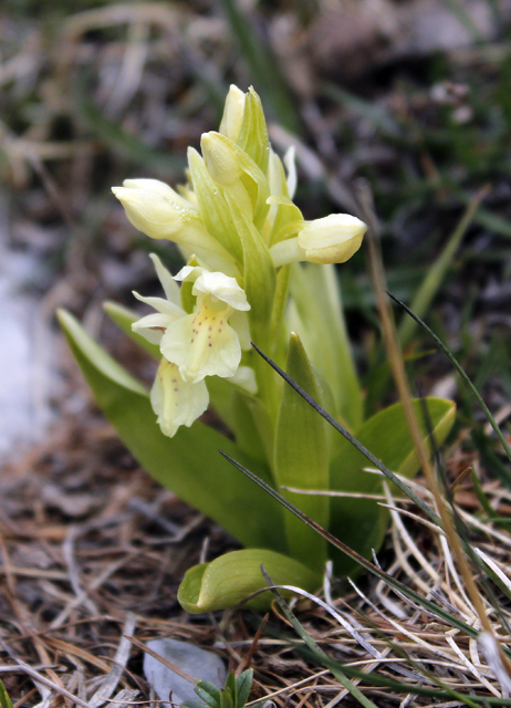 2012-05-10_13-39-55_ligurien2012.jpg - Holunderknabenkraut (Dactylorhiza sambucina)