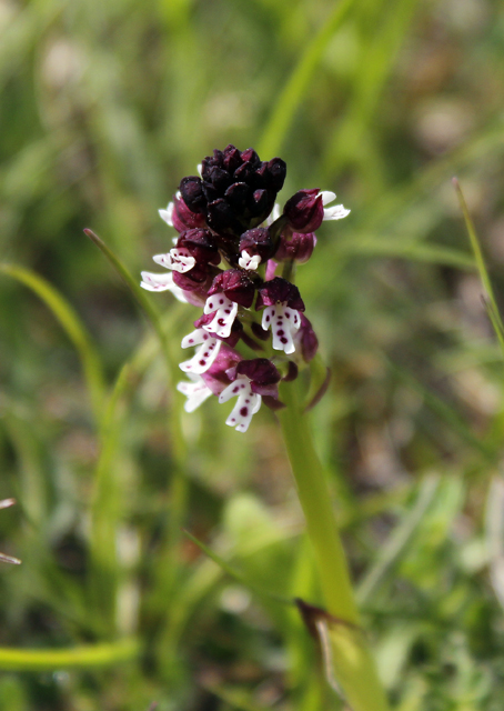 2012-05-12_15-31-23_ligurien2012.jpg - Brand-Knabenkraut (Orchis ustulata)