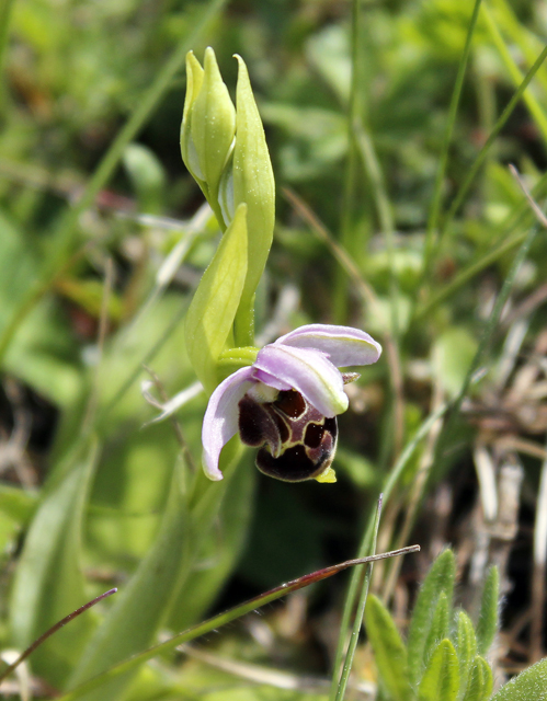 2012-05-12_15-32-52_ligurien2012.jpg - Schnepfen-Ragwurz (Ophrys scolopax)