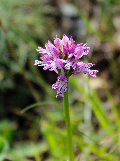 2012-05-12_15-37-15_ligurien2012.jpg - Rosa Kugelorchis (Traunsteinera globosa)