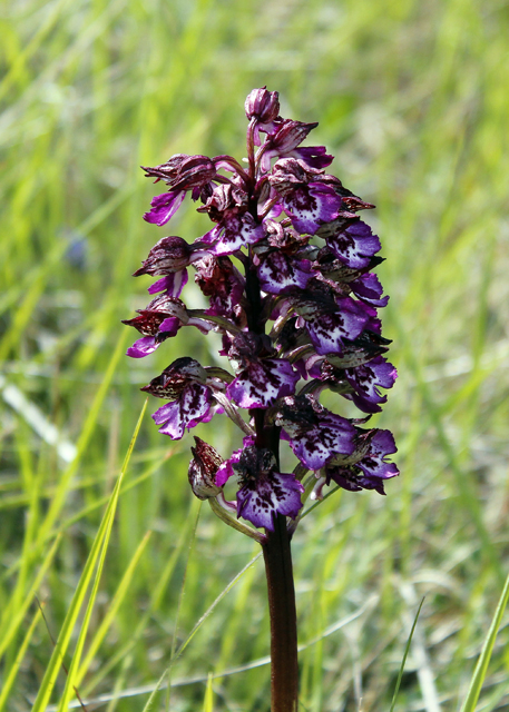 2012-05-12_15-43-56_ligurien2012.jpg - Purpur-Knabenkraut (Orchis purpurea)