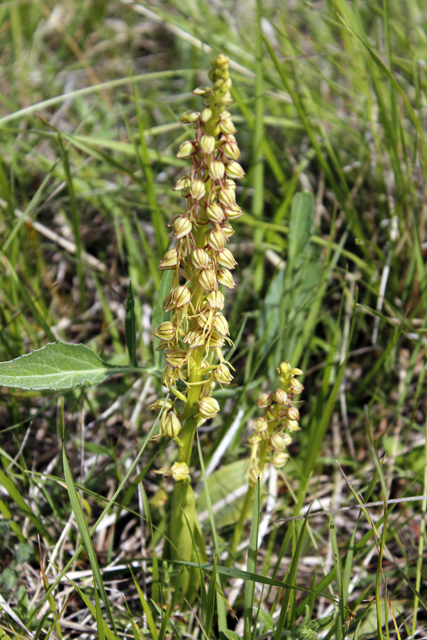 2012-05-12_15-47-34_ligurien2012.jpg - Grne Hohlzunge (Dactylorhiza Viride)