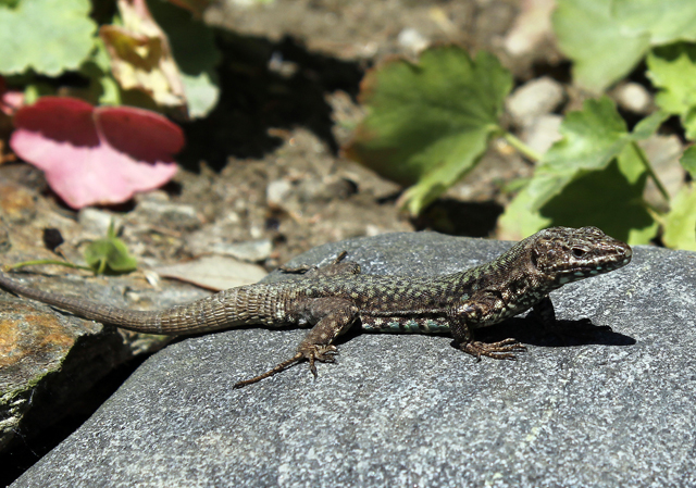 2012-05-14_11-18-42_ligurien2012.jpg - Italienische Mauereidechse( Podarcis muralis nigriventris)