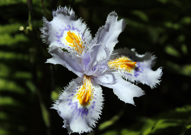 2012-05-14_11-20-24_ligurien2012.jpg - Iris