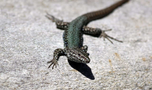 2012-05-14_12-04-38_ligurien2012.jpg - Italienische Mauereidechse( Podarcis muralis nigriventris)