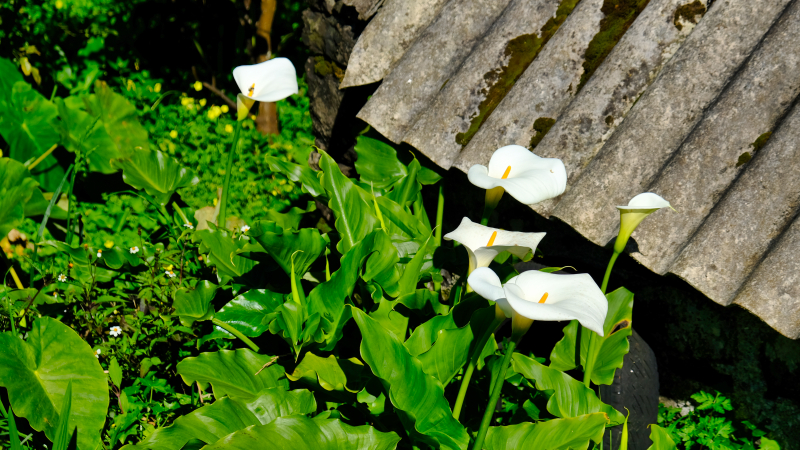 2023-02-28_150400_madeira-2023.jpg - Wild wachsende Callas sieht man häufig auf Madeira